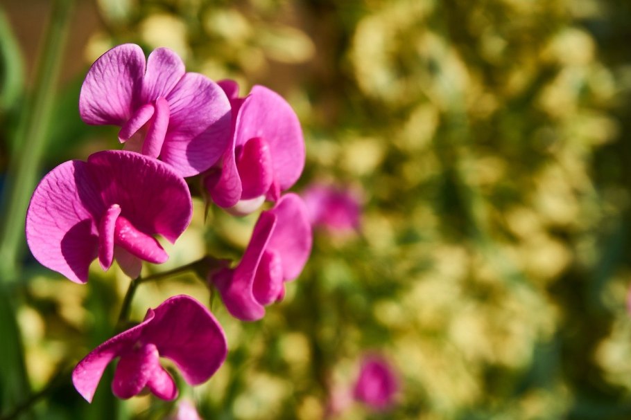 Чина (Lathyrus)