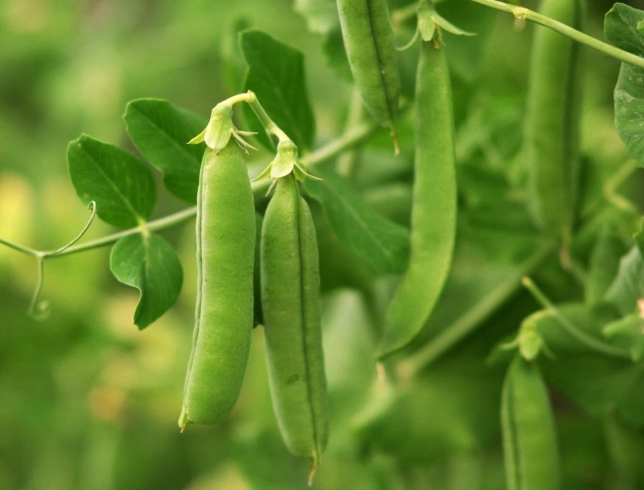 Горох лущильный патио
