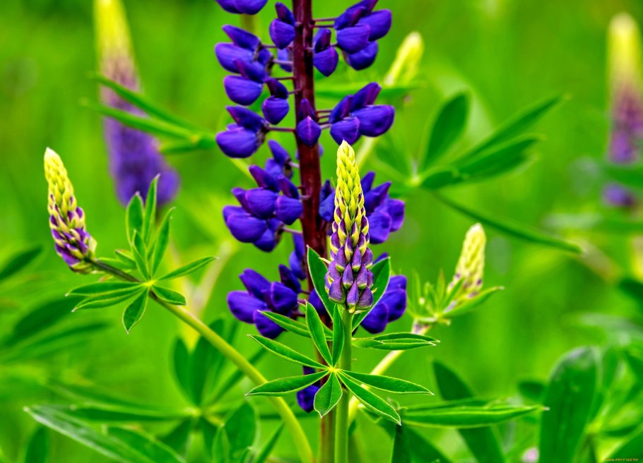 Растение Люпин многолистный