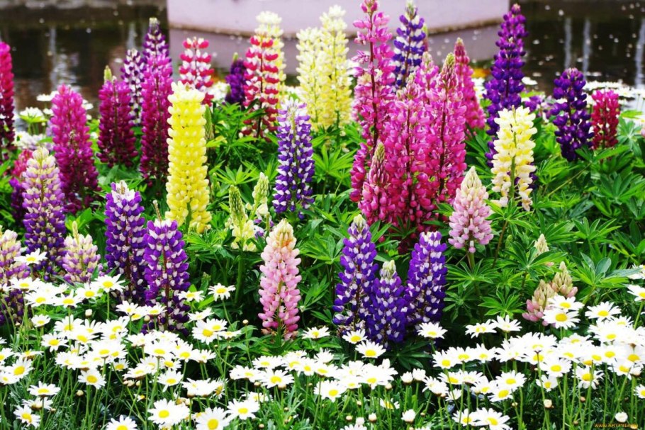 Колокольчик Карпатский Перл дип Блю