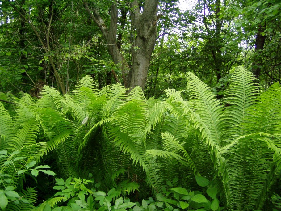 Страусник папоротник struthiopteris