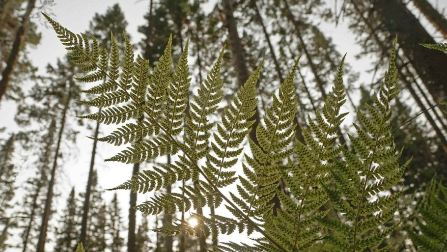 Байкальский заповедник папоротник