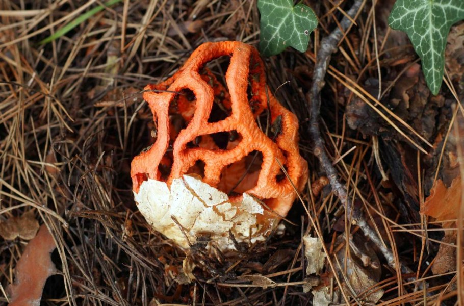 Красный клатрус