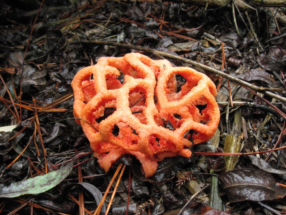 Антурус Арчера (Clathrus archeri)