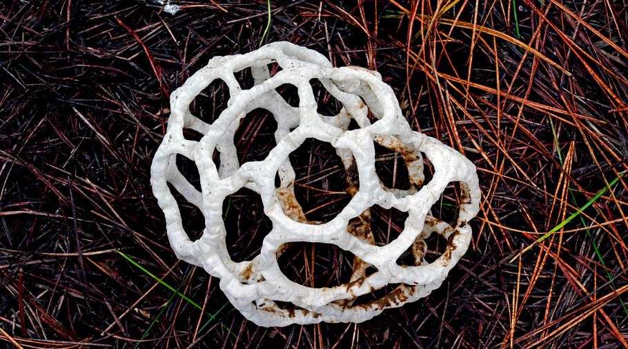 Родотус дланевидный