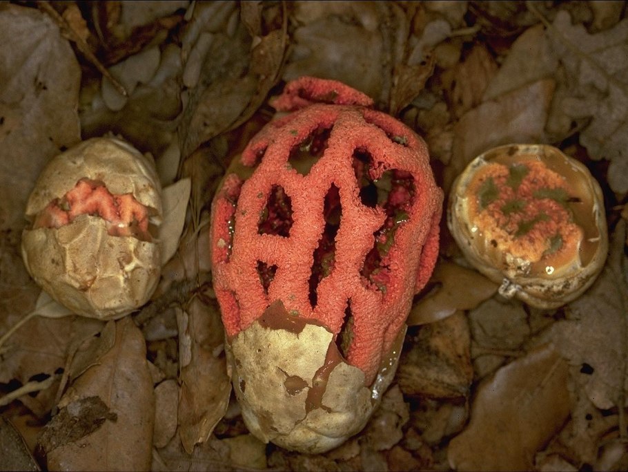 Решёточник красный гриб кавказский заповедник