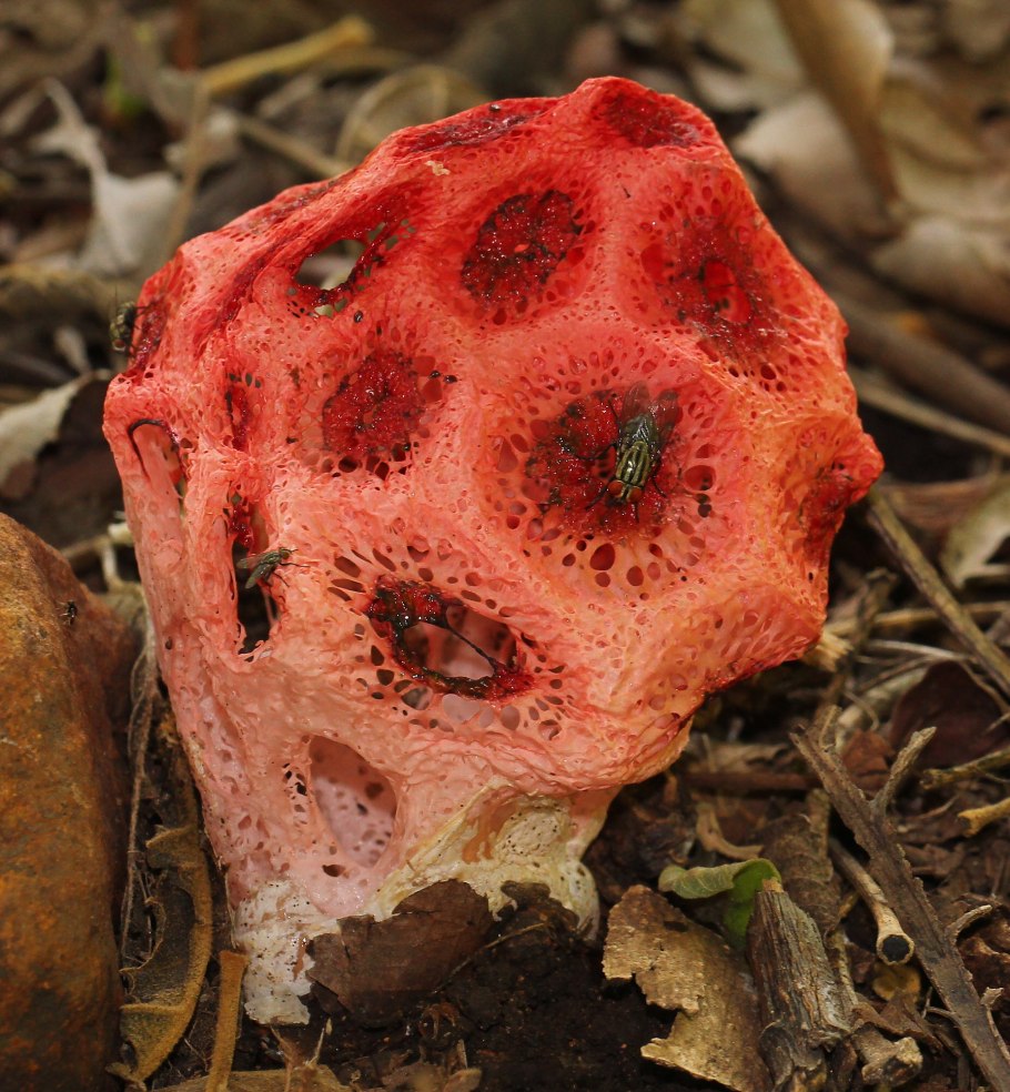 Цветок решеточник красный