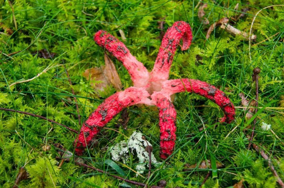 Благородные грибы Австралии