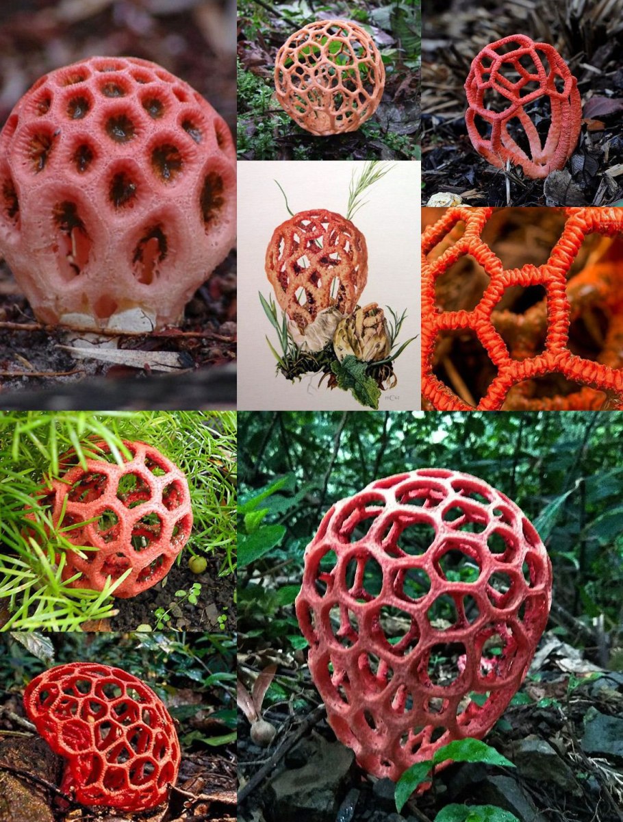 Талассиофиллум решетчатый (Thalassiophyllum Clathrus)