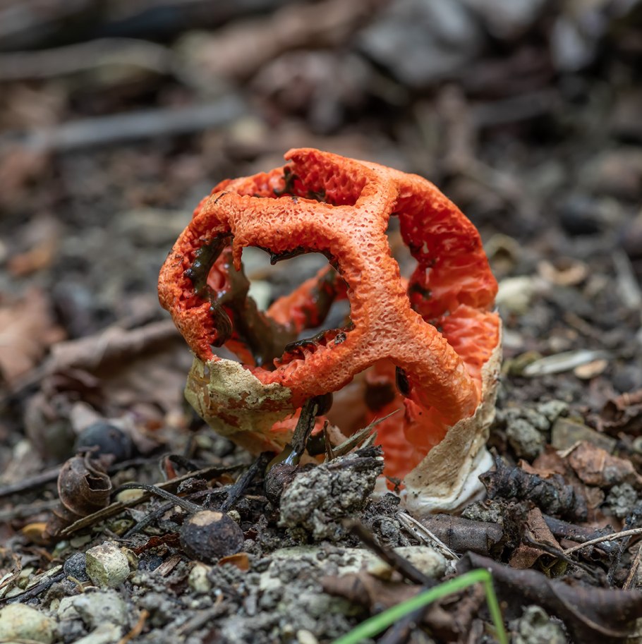 Гриб решеточник белый