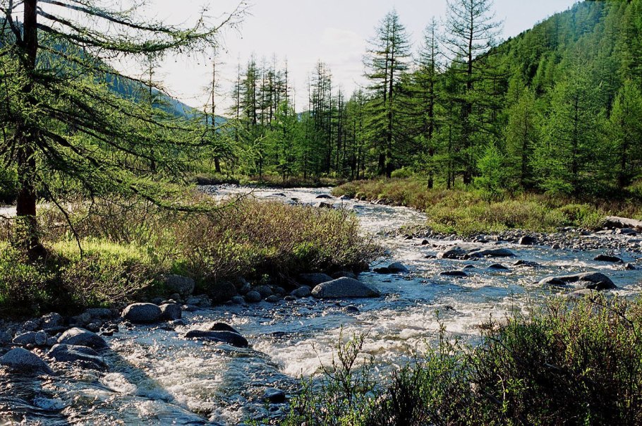 Алтайский заповедник Сибирский кедр