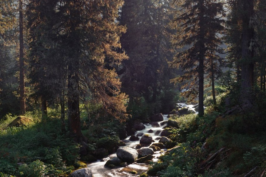 Красноярск лес Тайга