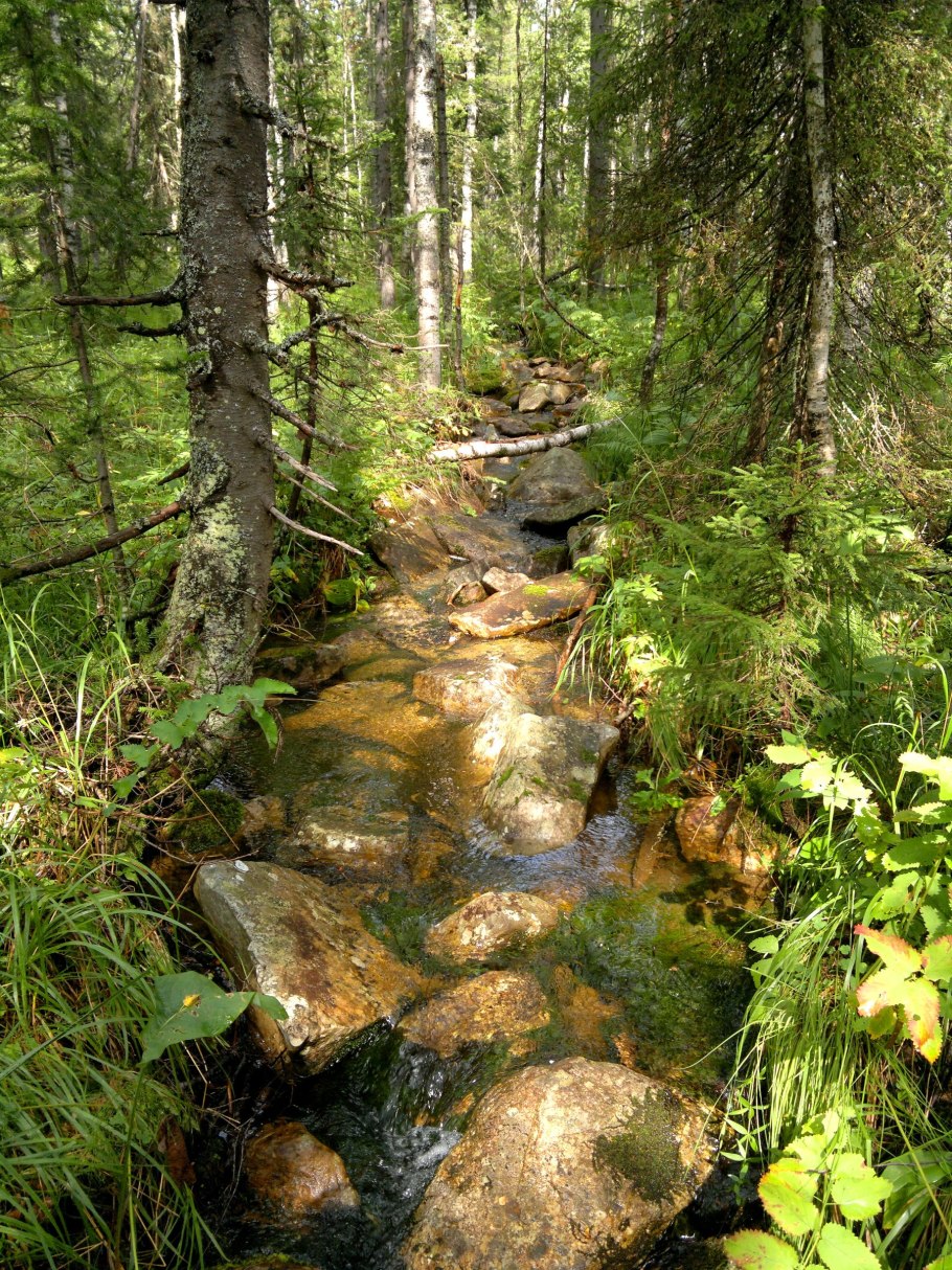 Дебри тайги