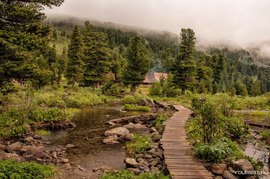 Хвойный лес Сахалин