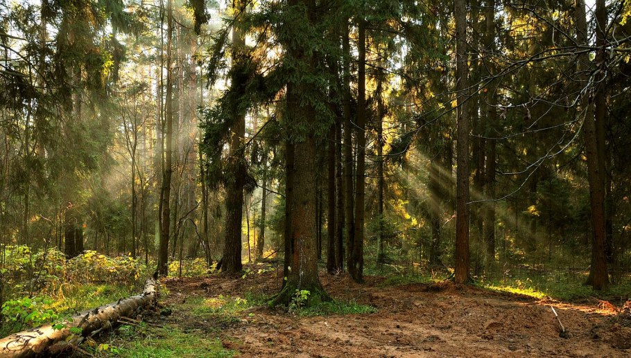 Ергаки кедр