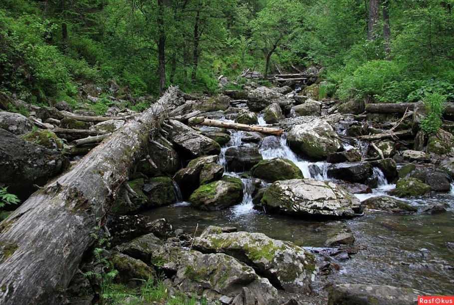 Алтай дебри фото