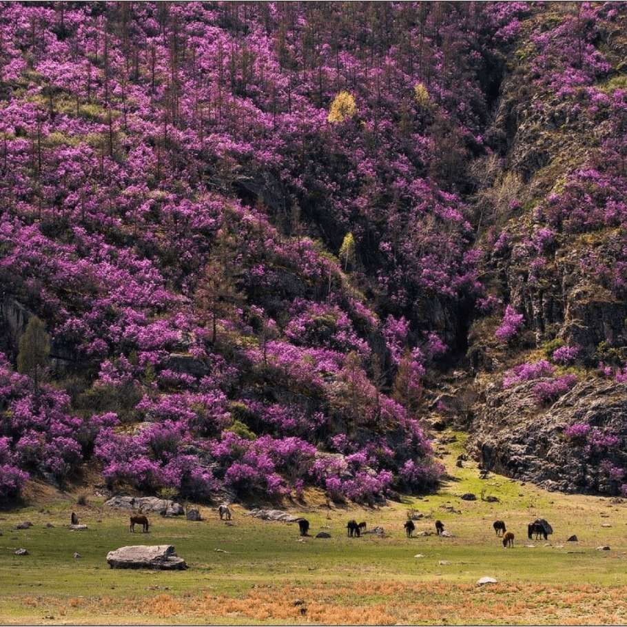 Тайга Алтай и Сибири