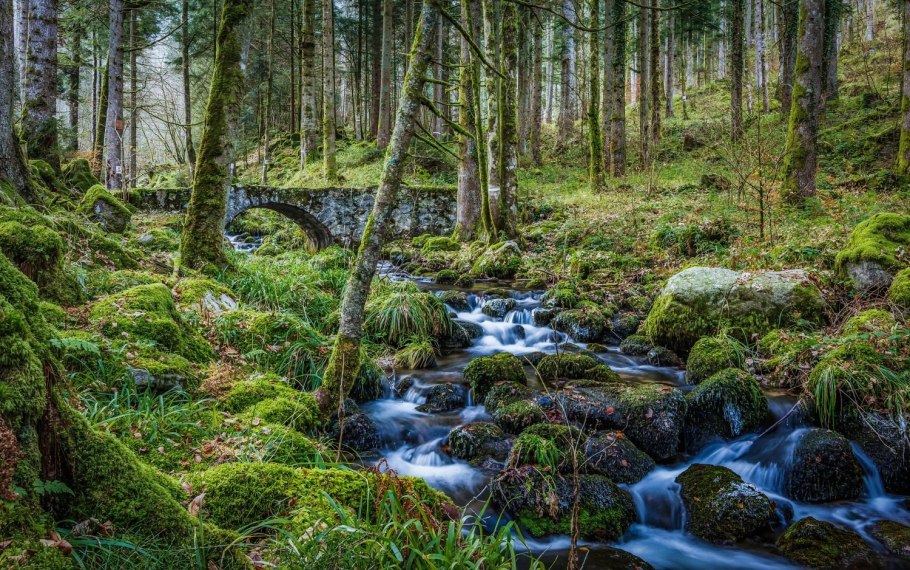 Байкальский заповедник пихта