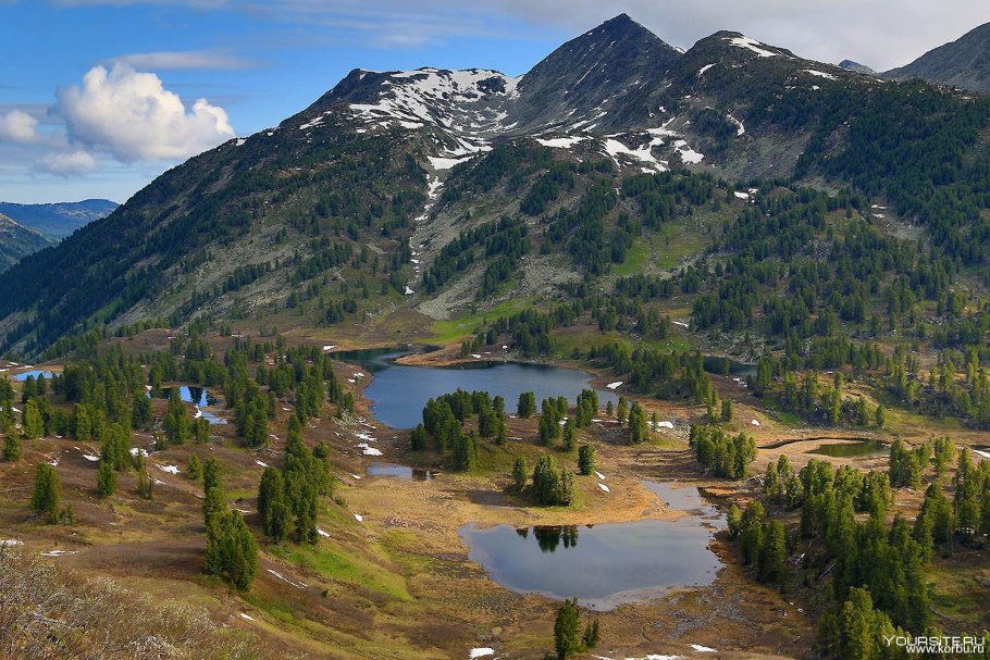 Солоуха Алтай