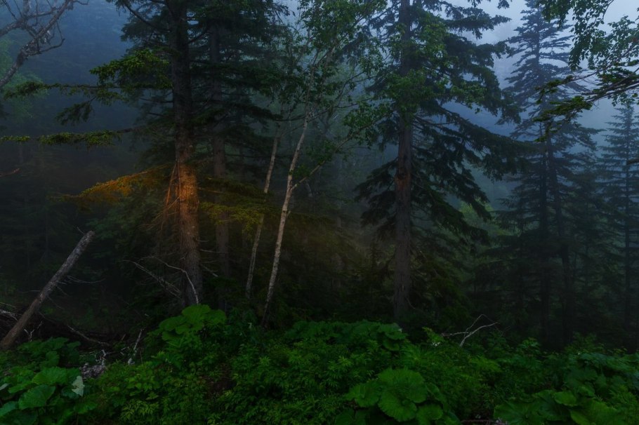 Приморский край Уссурийская Тайга