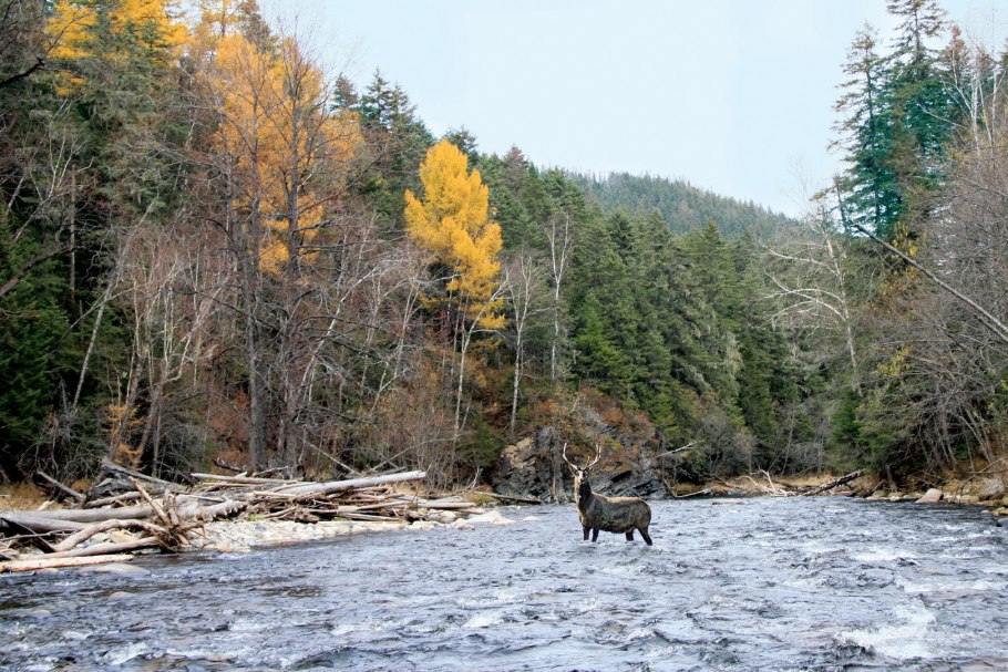 Анюй Хабаровский край