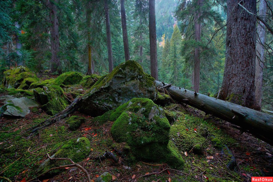 Боровецкий лес дом отшельника