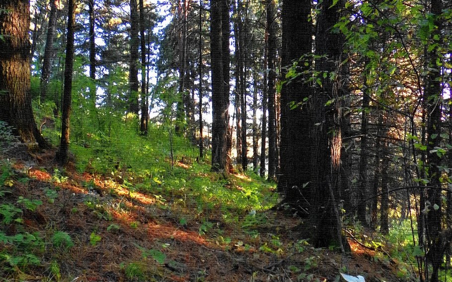 Восточно Сибирская Тайга