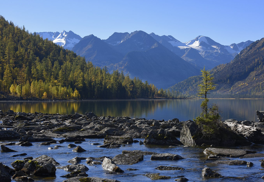Тайга Северной Америки