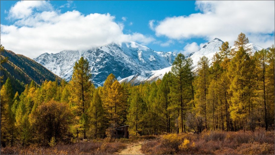 Тайга Саяны