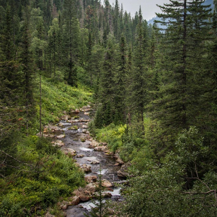Роща Бор опушка