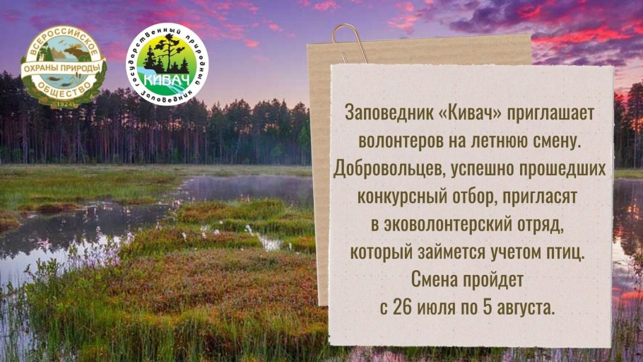 Орхидея Калипсо