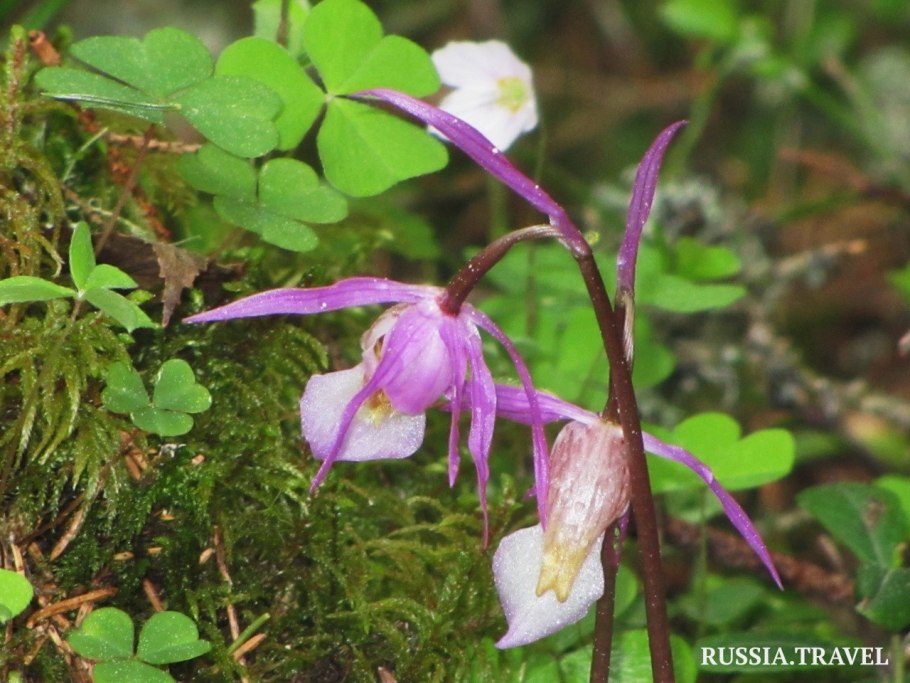 Калипсо луковичная Calypso bulbosa