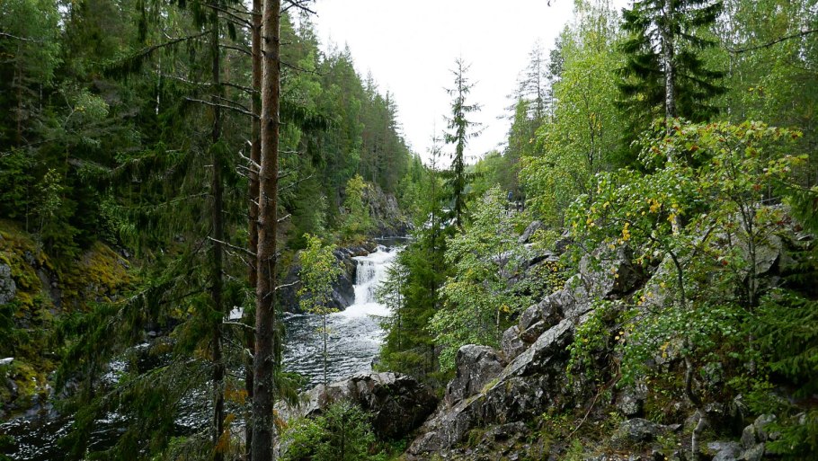 Пинежский заповедник фауна