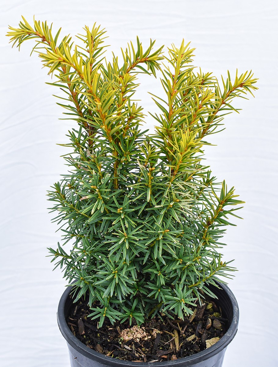 Taxus canadensis