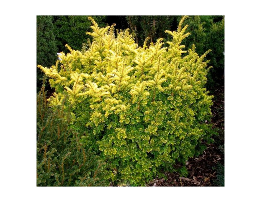 Тис ягодный (сорт 'Dovastonii Aurea')