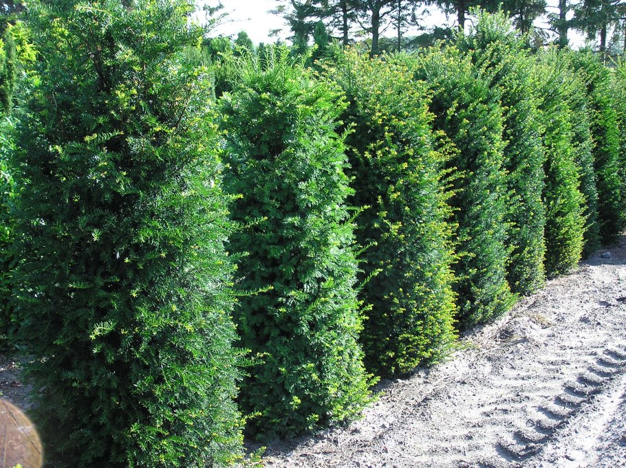 Taxus cuspidata 'Dwarf Bright Gold'