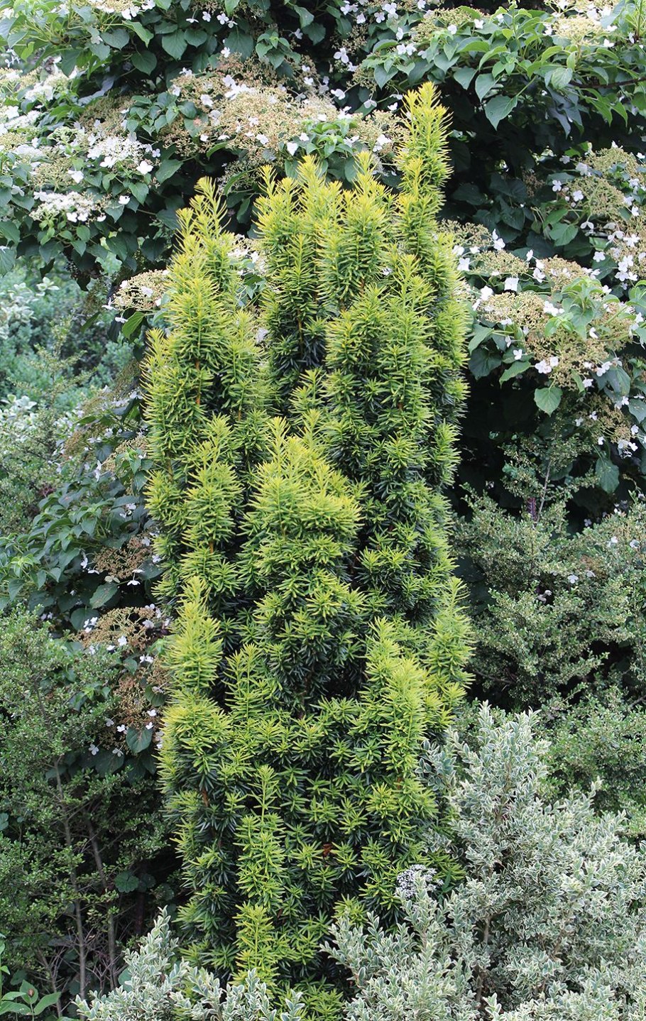 Тисс ягодный (Taxus baccata