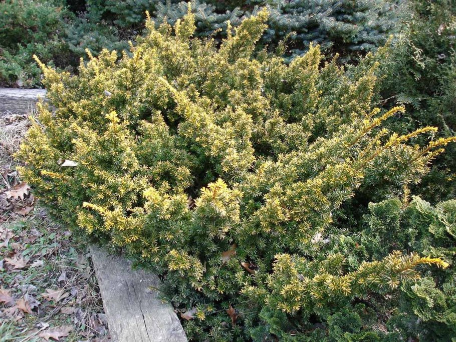 Тисс baccata 'repandens'