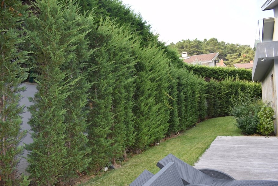 Можжевельник минт джулеп живая изгородь