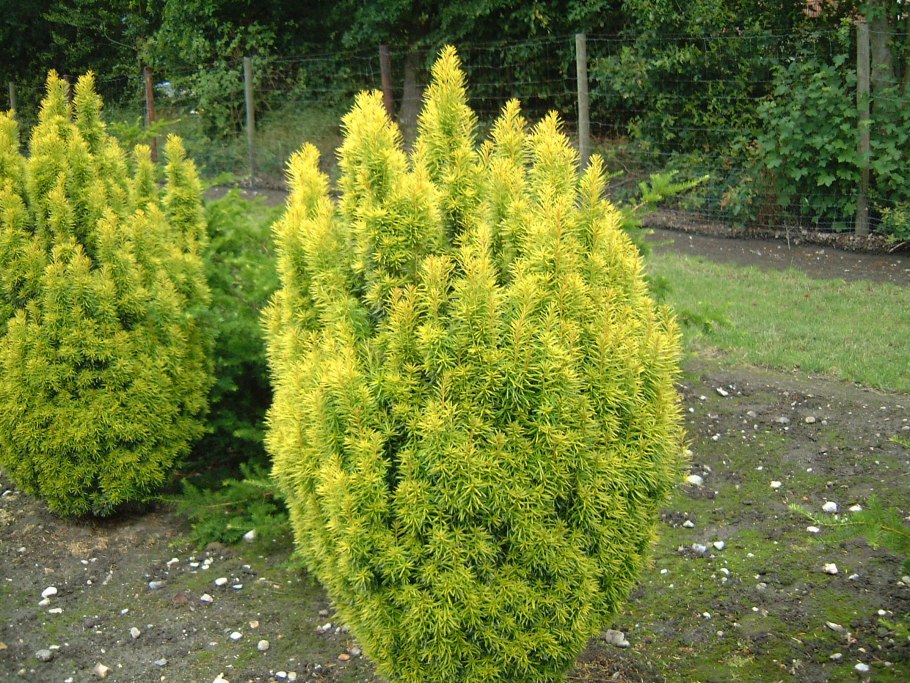 Тисс ягодный 'David'