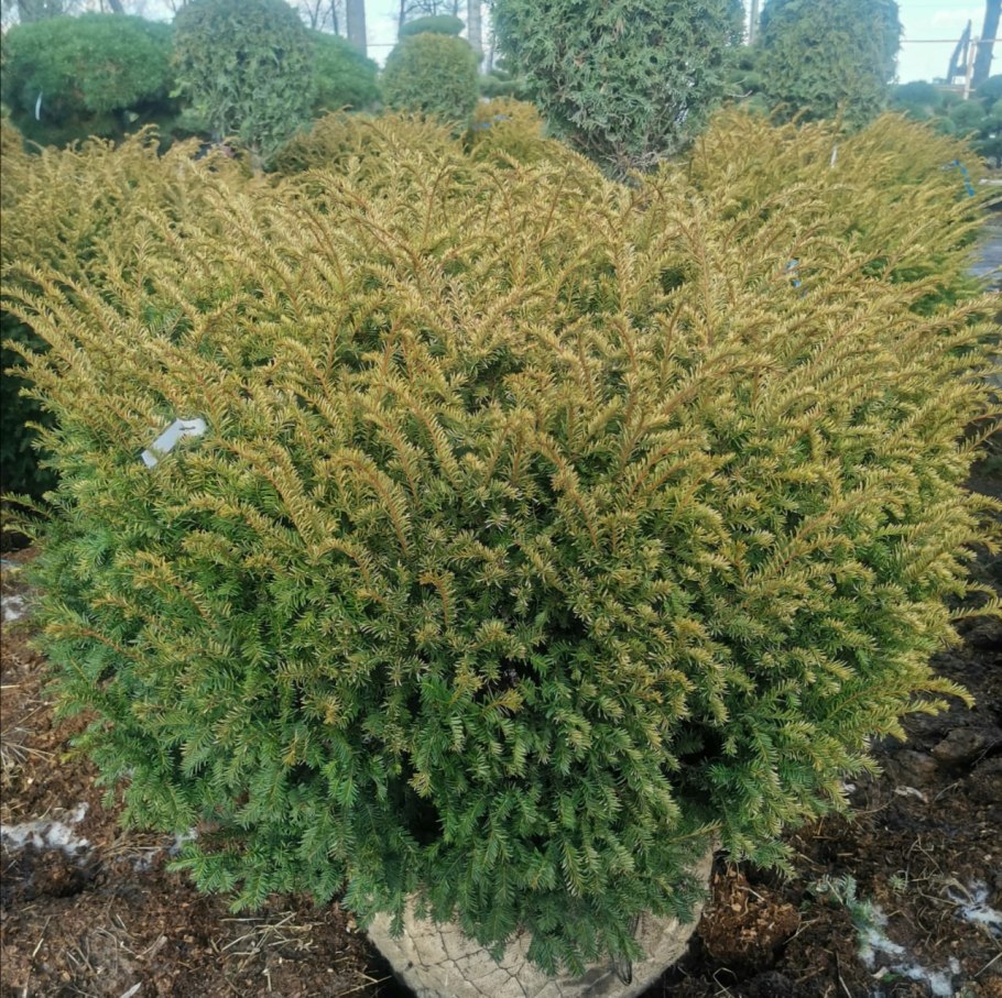 Тисс baccata elegantissima