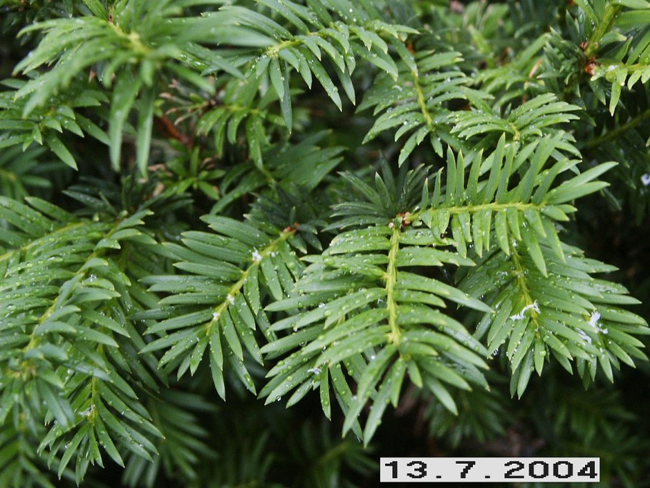 Taxus baccata Spiral уход