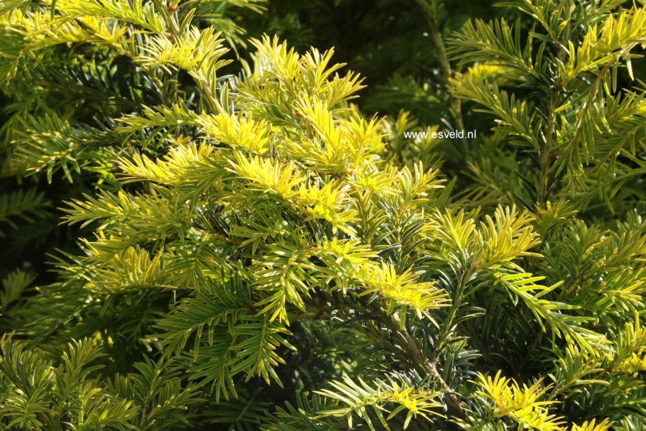 Taxus baccata в изгороди не стриженный