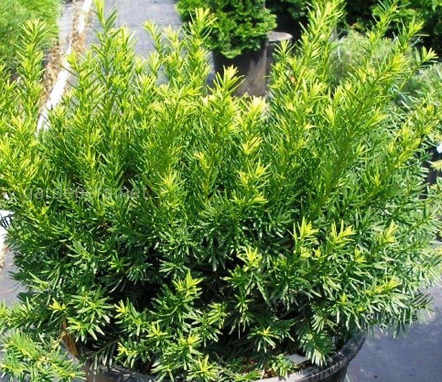 Тисс densiformis