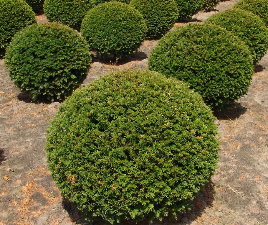 Тис ягодный Fastigiata Aurea