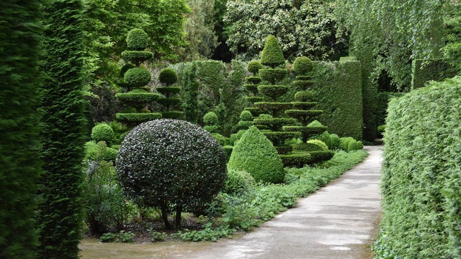 Кусты для сада