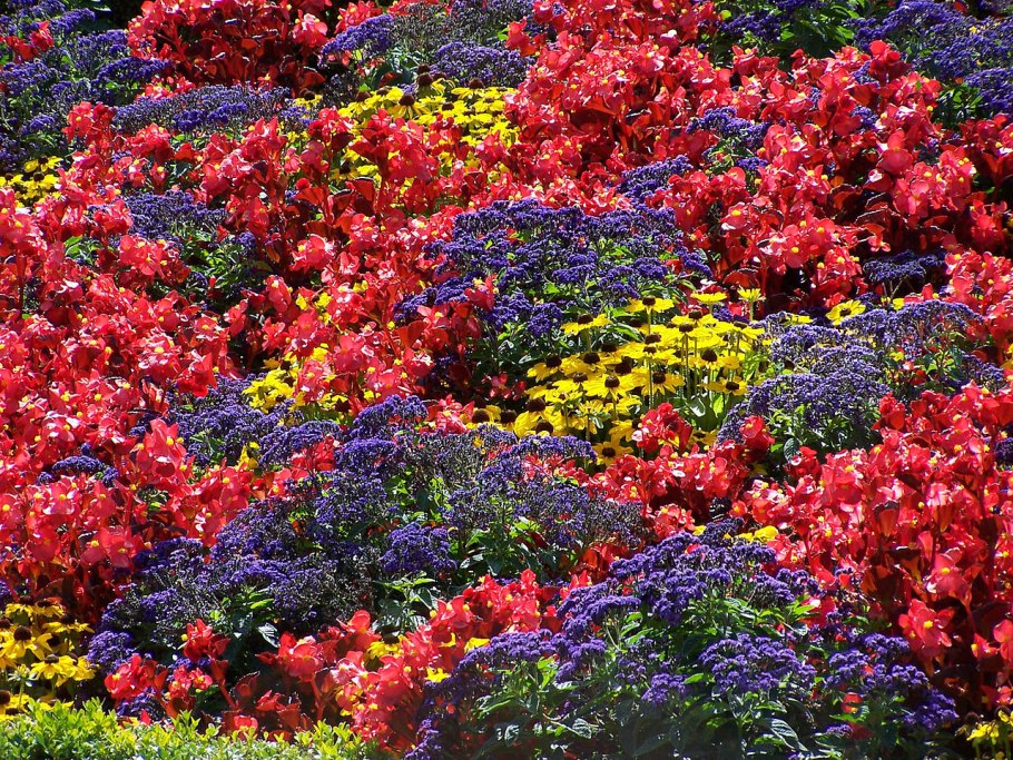 Однолетники для клумбы