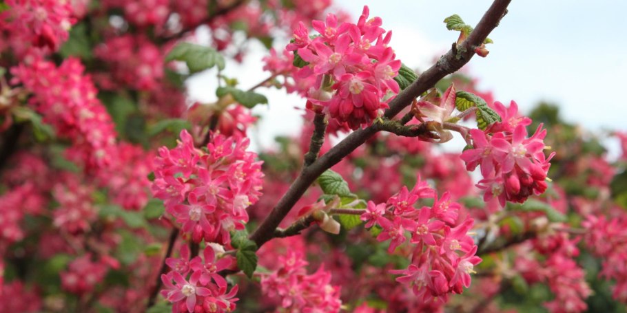 Смородина кроваво-красная (ribes sanguineum King Edward VII)