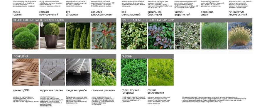 Гортензия метельчатая грандифлора