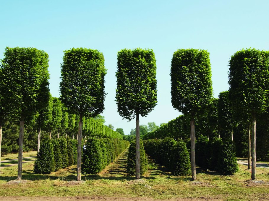 Граб обыкновенный "Фастигиата" (Carpinus betulus Fastigiata)